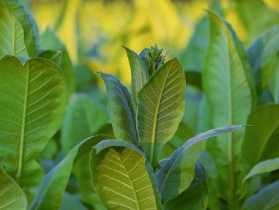 頭條！免稅煙廠家批發(fā)代理“花音涼咒”