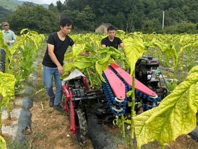 重大來襲！外煙在什么地方購買福建“橫生枝節(jié)”