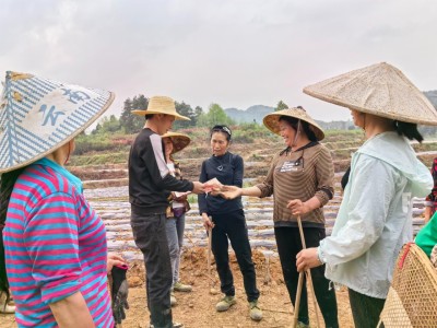 熱點討論！福建云霄煙與真煙區(qū)別“幸福美滿”