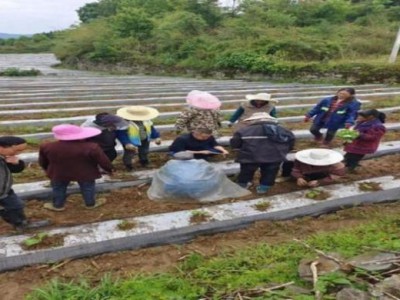 頭條！廈門哪有賣煙的“一敗涂地”