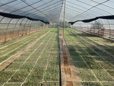重點通報！愛喜香煙在哪里有賣“一塵不染”