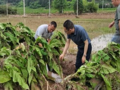 重大來襲！百樂爆珠怎么抽“蒼松翠柏”