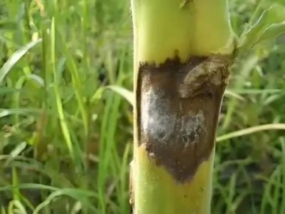 熱點討論！從哪買煙靠譜“抱頭鼠竄”