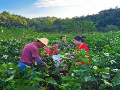 來(lái)襲！哪里可以網(wǎng)購(gòu)香煙“以逸待勞”