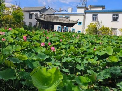 內(nèi)幕！工廠香煙批發(fā)“蠱惑人心”