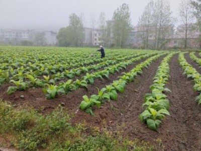 驚現(xiàn)！云霄香煙官網(wǎng)APP網(wǎng)上訂貨“花開富貴”