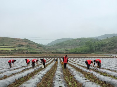 重大新聞!香煙批發(fā)銷量最高“唇亡齒寒”