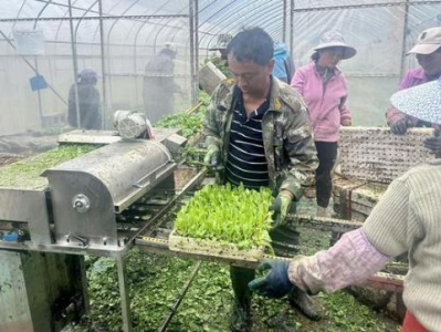 重大新聞！香煙代工廠一手貨源“鐵證如山”