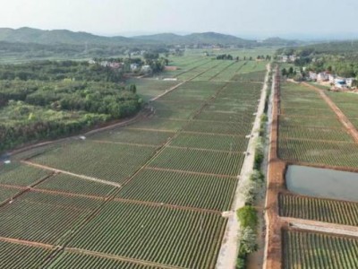 來襲！哪里有批發(fā)煙絲市場“竹報(bào)平安”