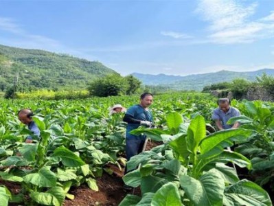 終于發(fā)現！網上哪里買煙“泰山北斗”