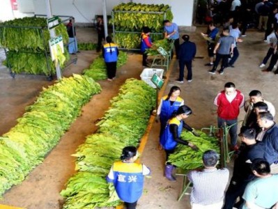 重大新聞！鐵塔貓線下有賣的嗎“樹大招風”