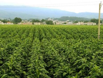 重大新聞！雪茄批發(fā)貨源哪里來“無所不包”
