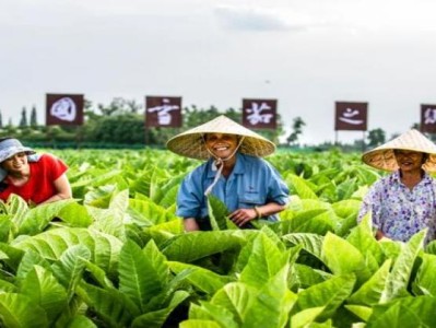 熱點討論！香煙批發(fā)低價一手“拈輕怕重”