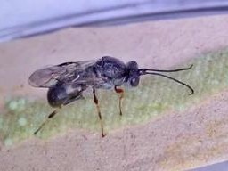 重點通報！云霄香煙正規(guī)煙“財源廣進”