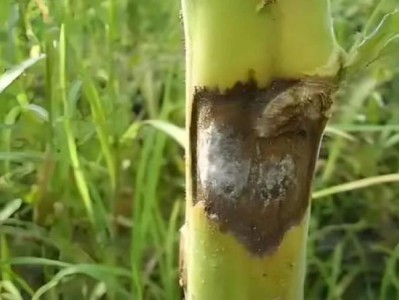 頭條！云霄A貨香煙穩(wěn)定聯(lián)系方式“歸心似箭”