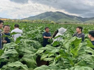今日公布！20以下的煙的價格“虛情假意”