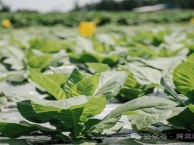 重大來襲！云霄高仿香煙廠家“萬古長青”