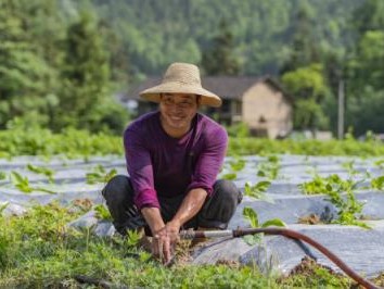 最新頭條！云霄香煙廠家批發(fā)直銷“花開富貴”
