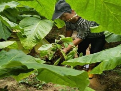 熱點(diǎn)討論！煙酒一手貨源批發(fā)網(wǎng)站廠家直銷“驚心動(dòng)魄”