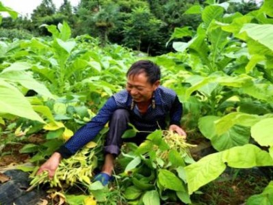 驚現(xiàn)！香煙批發(fā)全國(guó)貨到付款廠家“俯首聽(tīng)命”