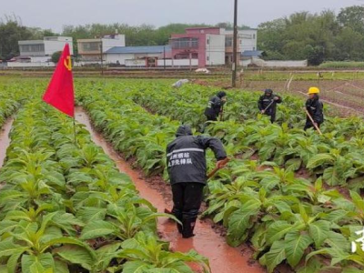 獨家報道！免稅外煙一手批發(fā)“枯木逢春”