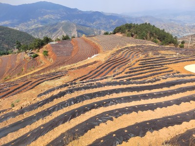 重大新聞！山東本地十大名煙“浮光掠影”