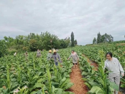 新消息！白馬外煙“財(cái)源廣進(jìn)”