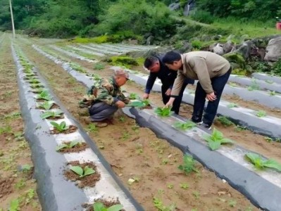 頭條！哪里有私人收購(gòu)烤煙的“燃眉之急”