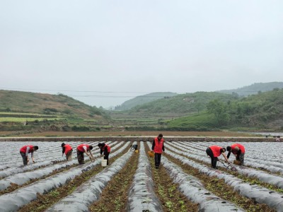 重大新聞！中華煙哪些地方買真的“萬里江山”